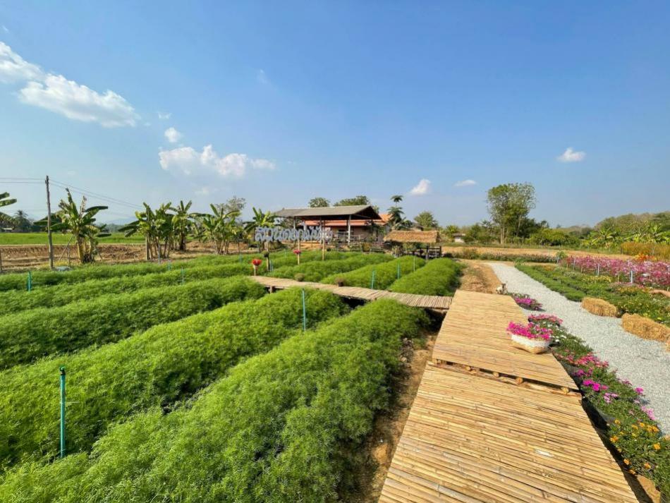 สวนดอกไม้นัชชา หมู่ที่ 6 บ้านหนองย่ารำ 